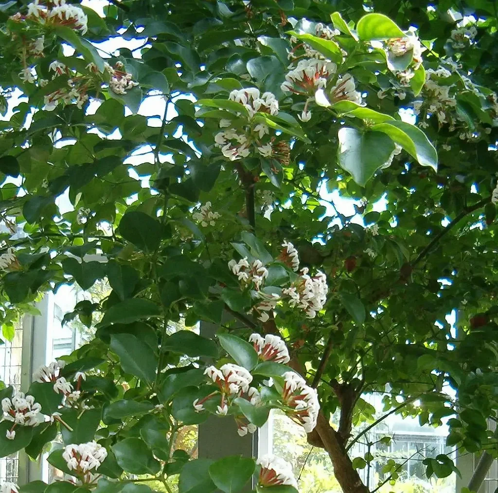 Rank-noemnoem (Carissa edulis)