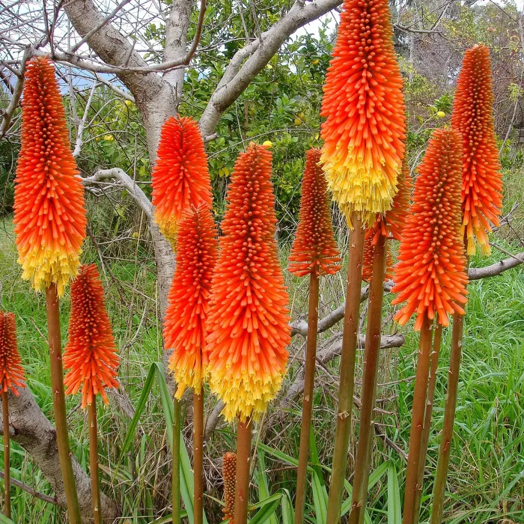 Vuurpyle (Kniphofia)