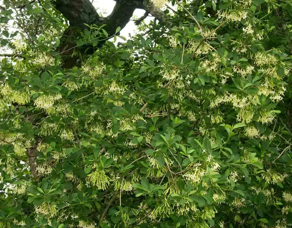 Bruidbosse (Pavetta spp, soos P. gardeniifolia)