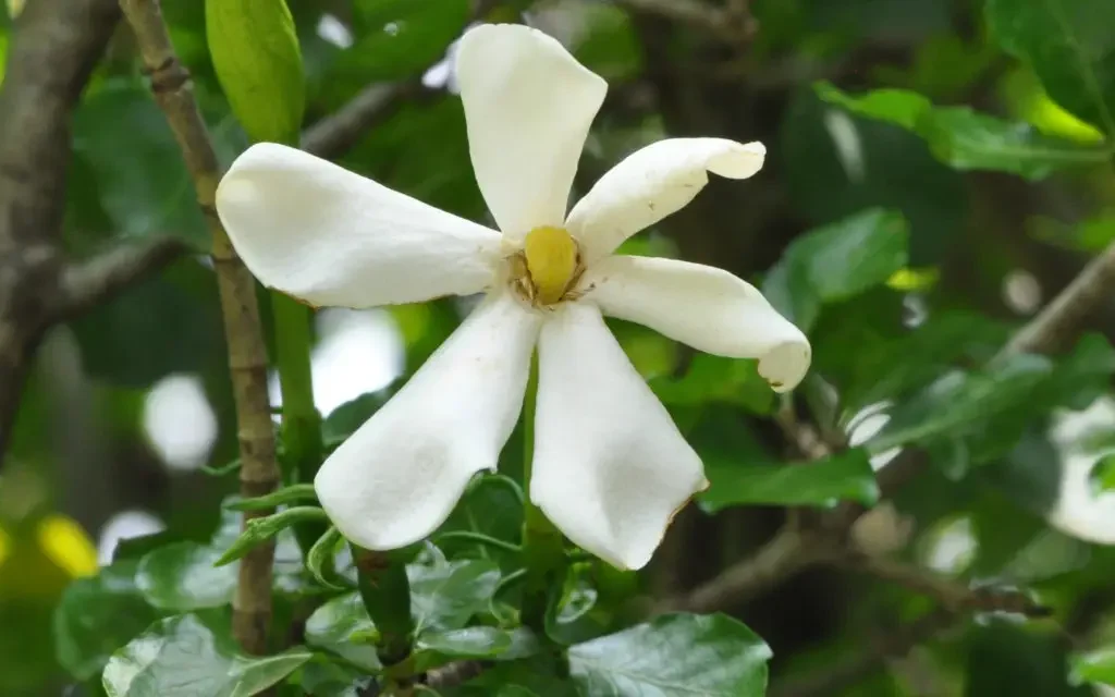 Natal katjiepiering (Gardenia cornuta) in die Walter Sisulu botaniese tuin