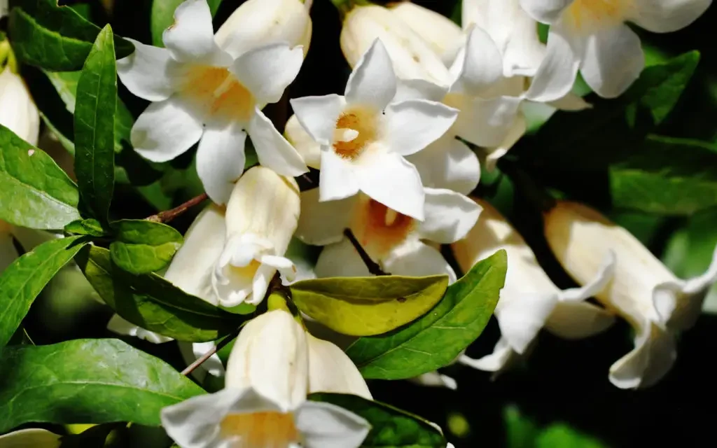 Klokkieskatjiepiering (Rothmannia globosa). In die Walter Sisulu Botaniese Tuin.