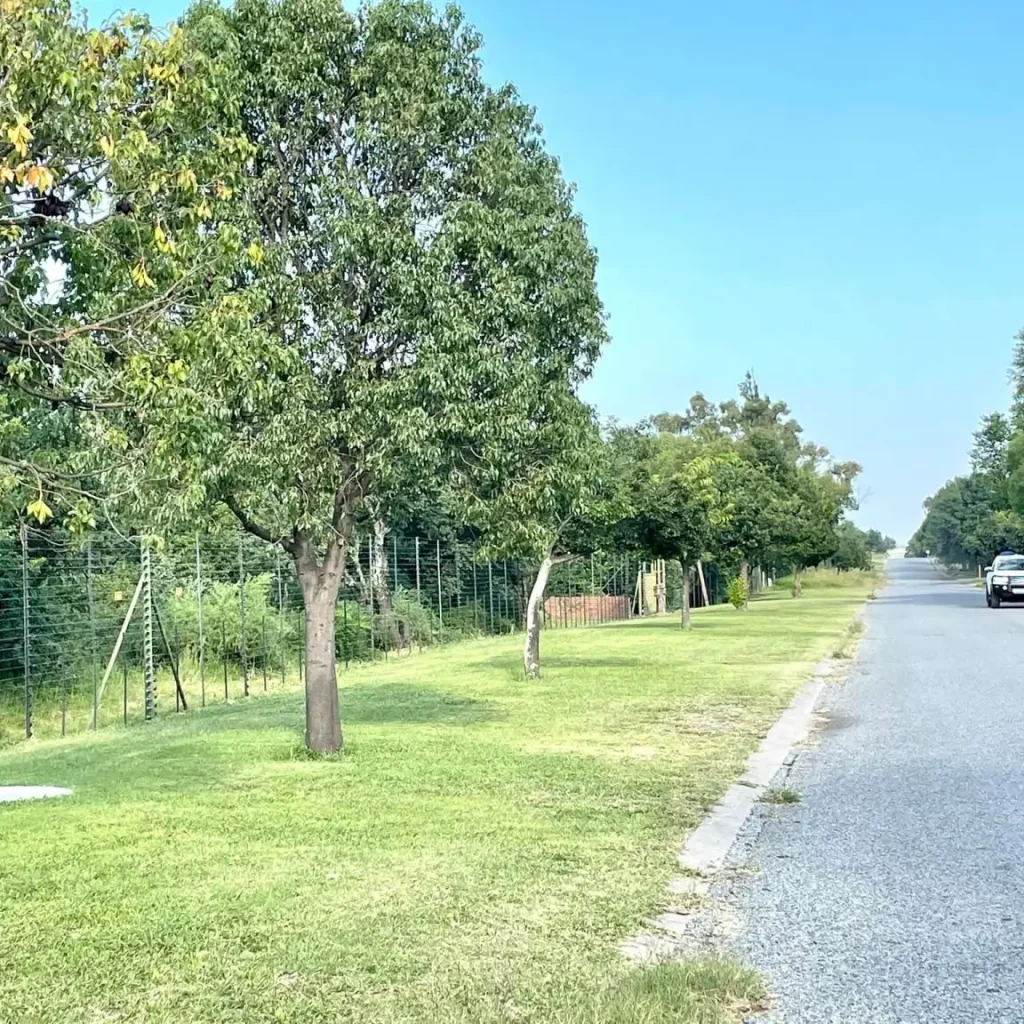 Die gras langs die strate is netjies gesny.