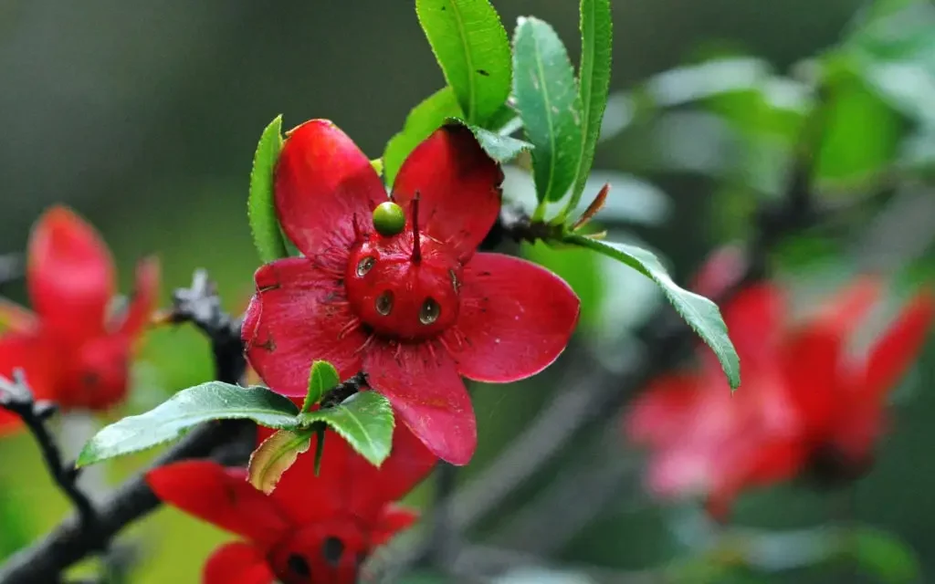 Fynblaarysterhout (Ochna serrulata) in Pretoria NBG