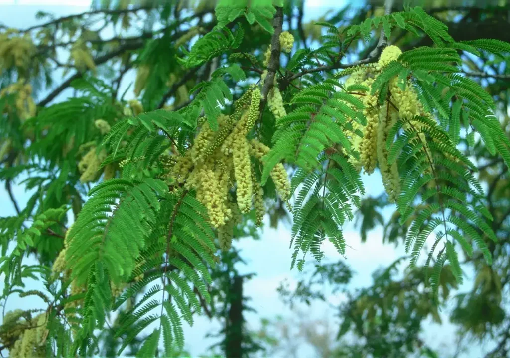 Haakdoring (Acacia caffra)