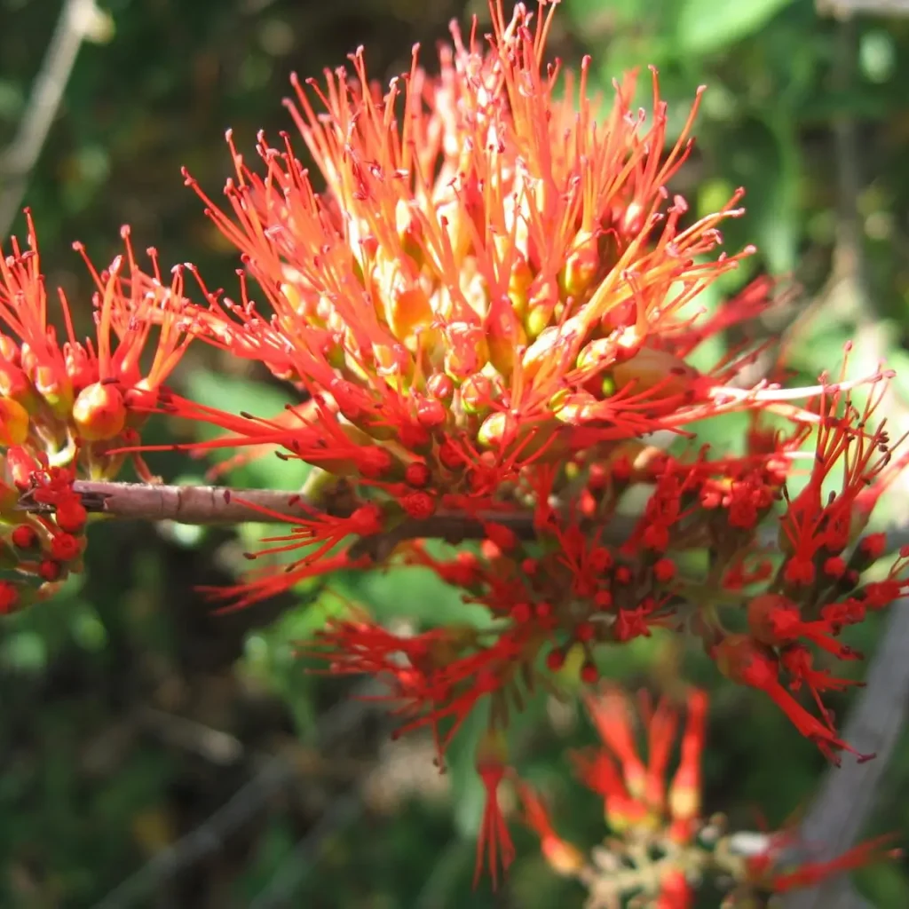 Vlamklimop (Combretum microphyllum)