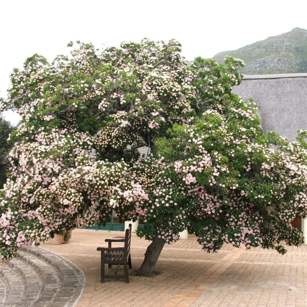 Basboom (Dais cotinifolia)