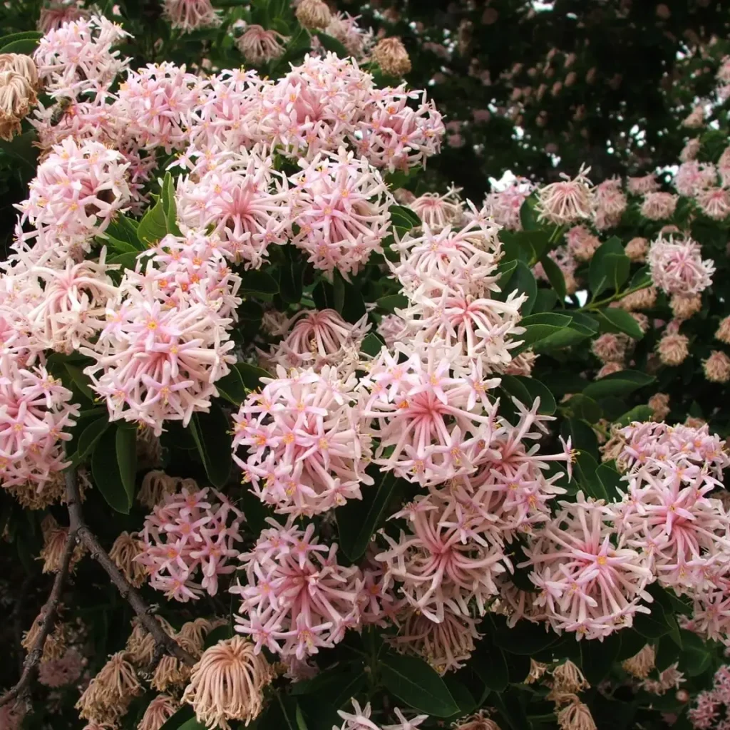 Basboom (Dais cotinifolia)
