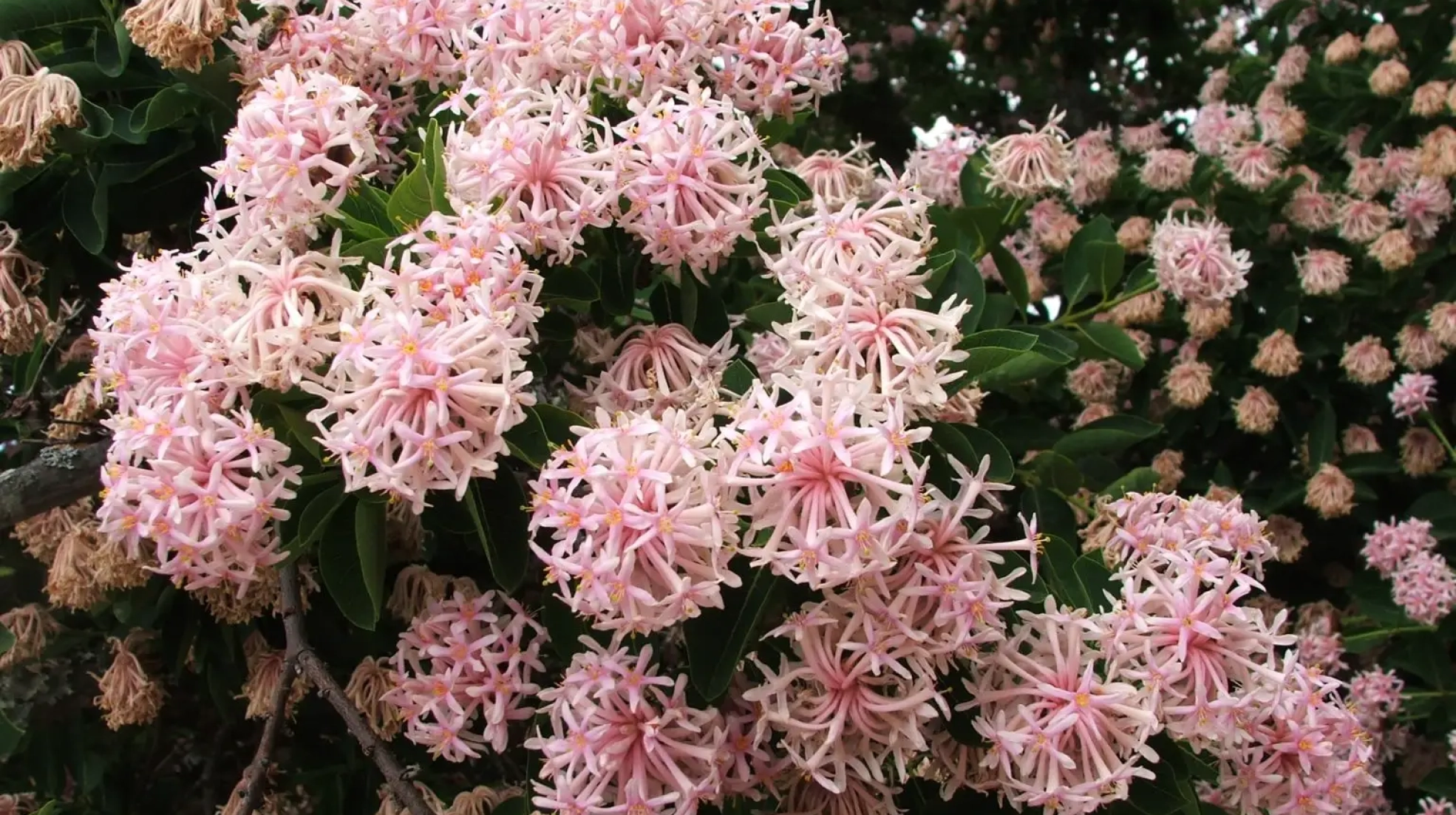 Basboom (Dais cotinifolia)