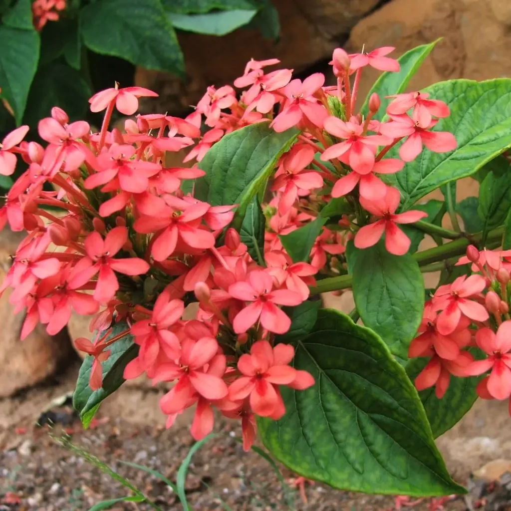Rooi ruspolia – Ruspolia hypocrateriformis