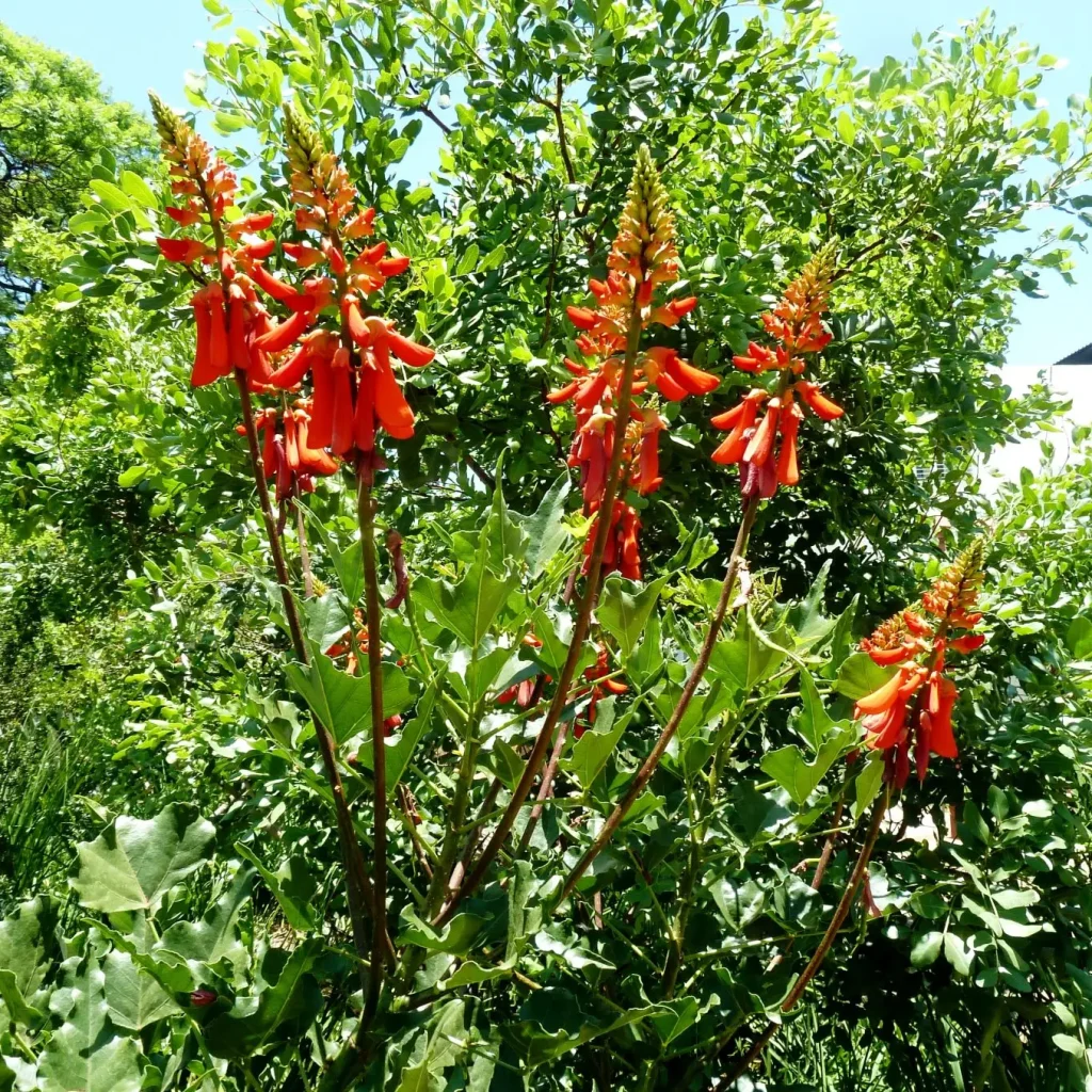 Dwerg koraalboom (Erythina humeana).