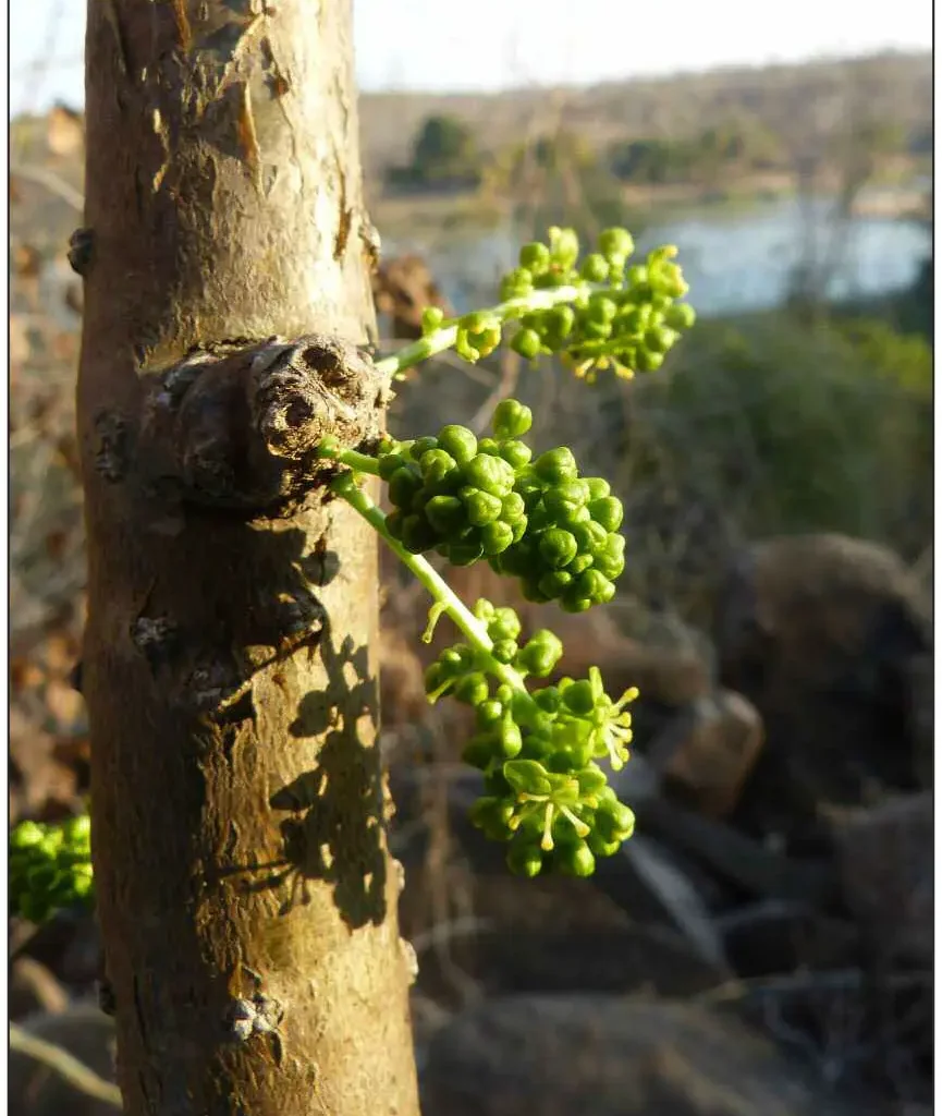Aaron se staf (Tinospora fragosa)