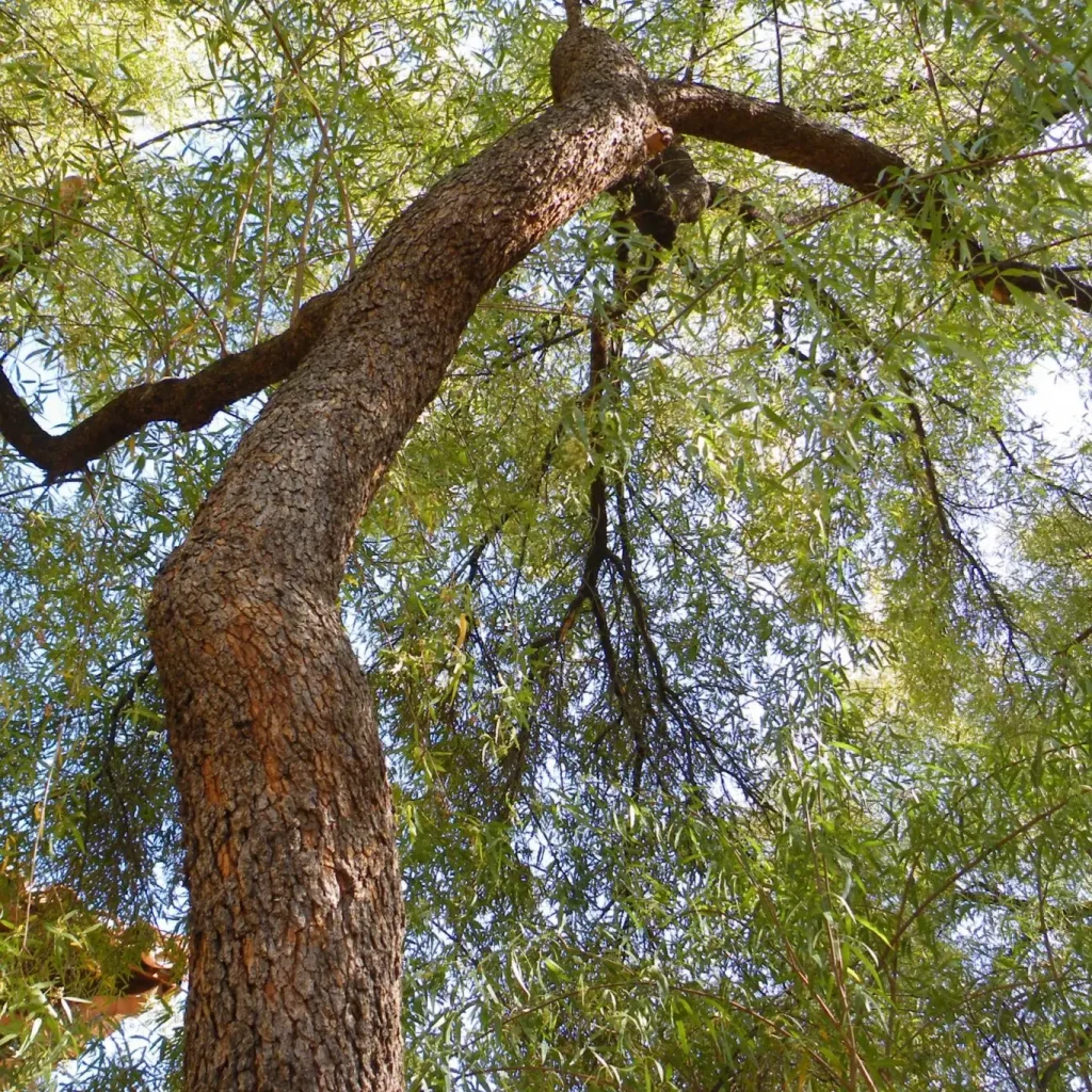 Karee (Searsia lancea)
