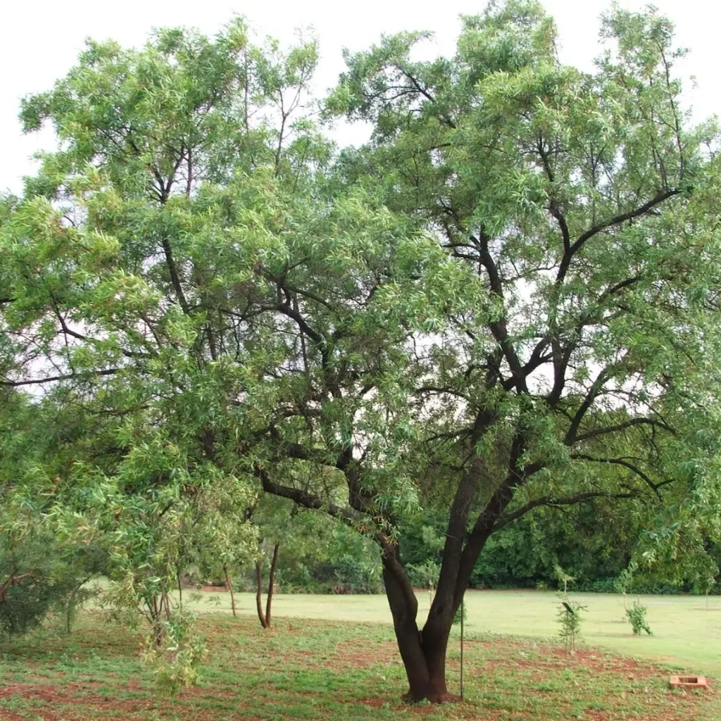 Karee (Searsia lancea)