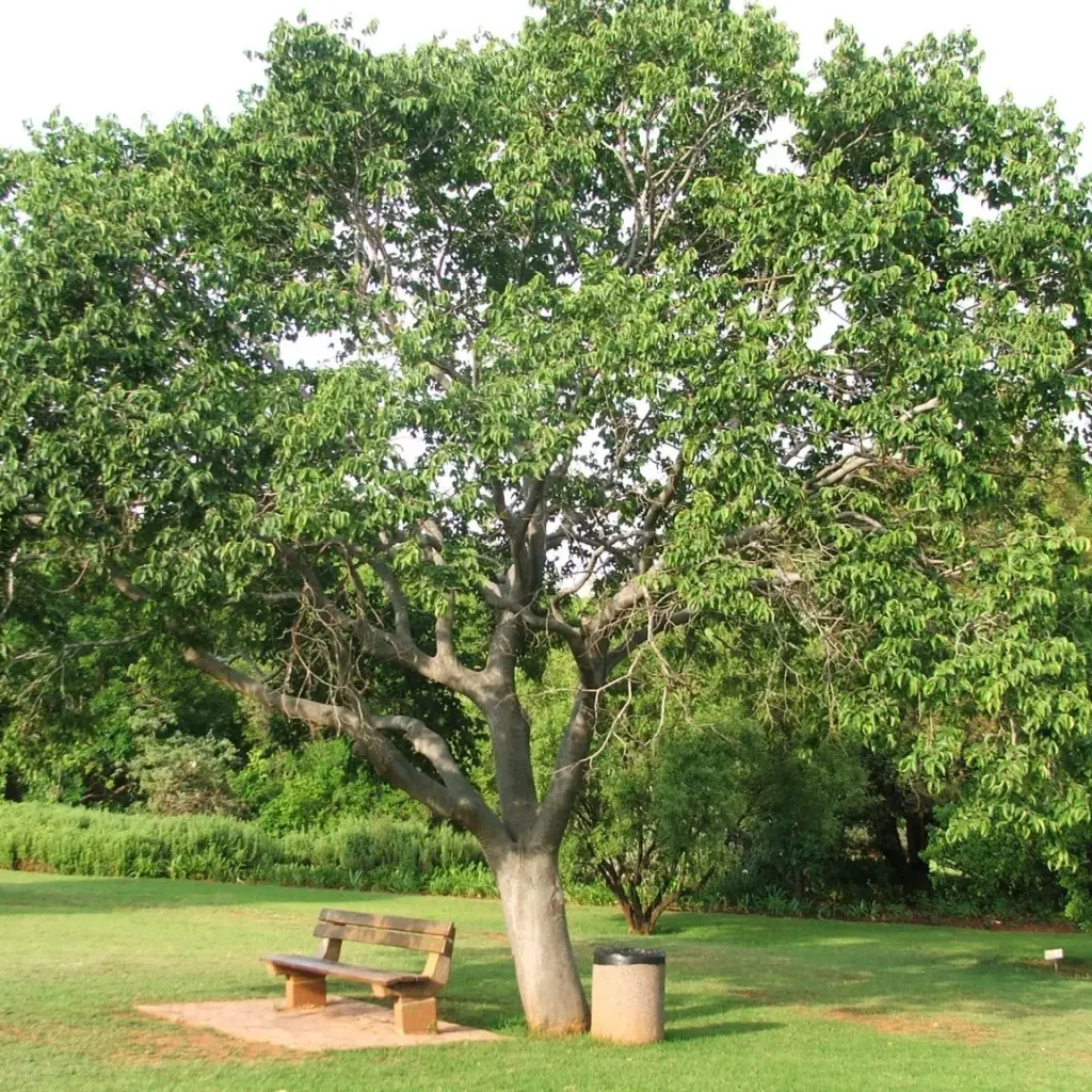 Witstinkhout (Celtis Africanus)