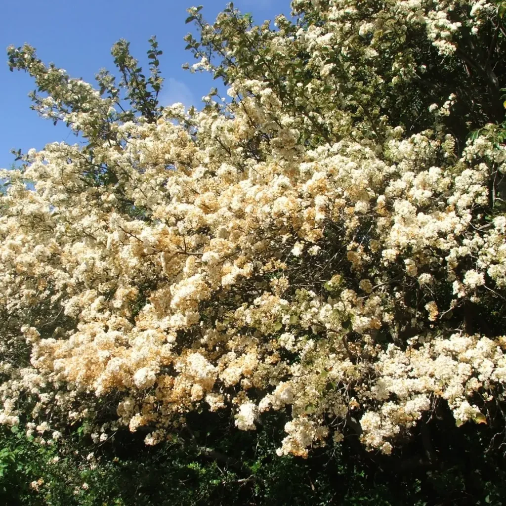 Blompeer ((Dombeya rotundifolia)