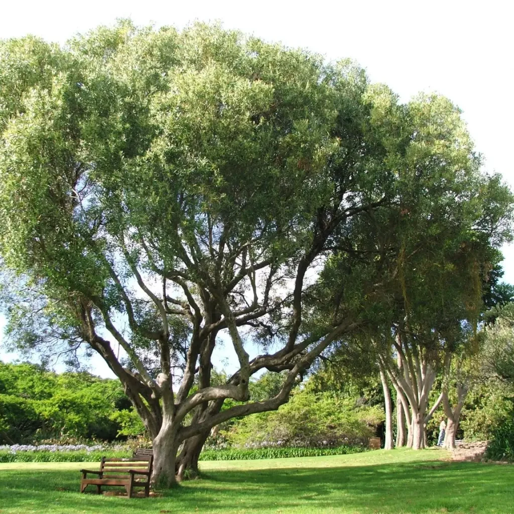 Olien (Olea europaea subsp. africana)