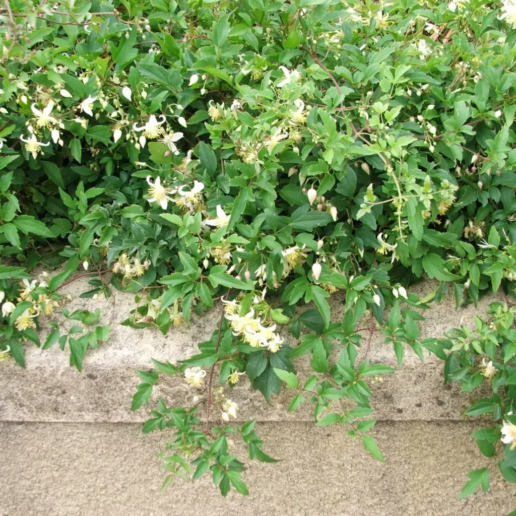 Klimop (Clematis brachiata)