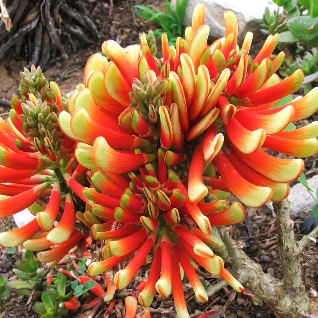 Tamboekiedoring (Erythrina ancanthocarpa)