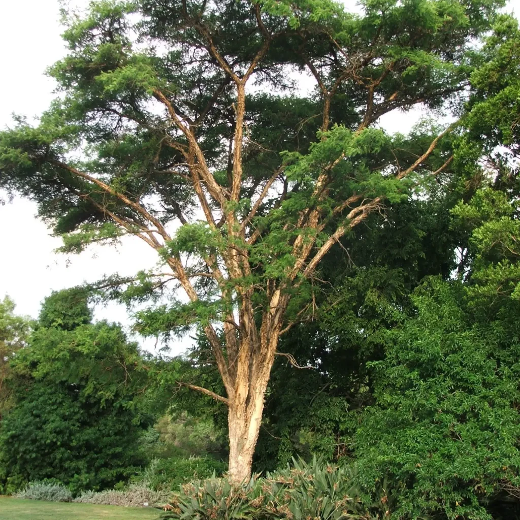 Papierbasdoringboom