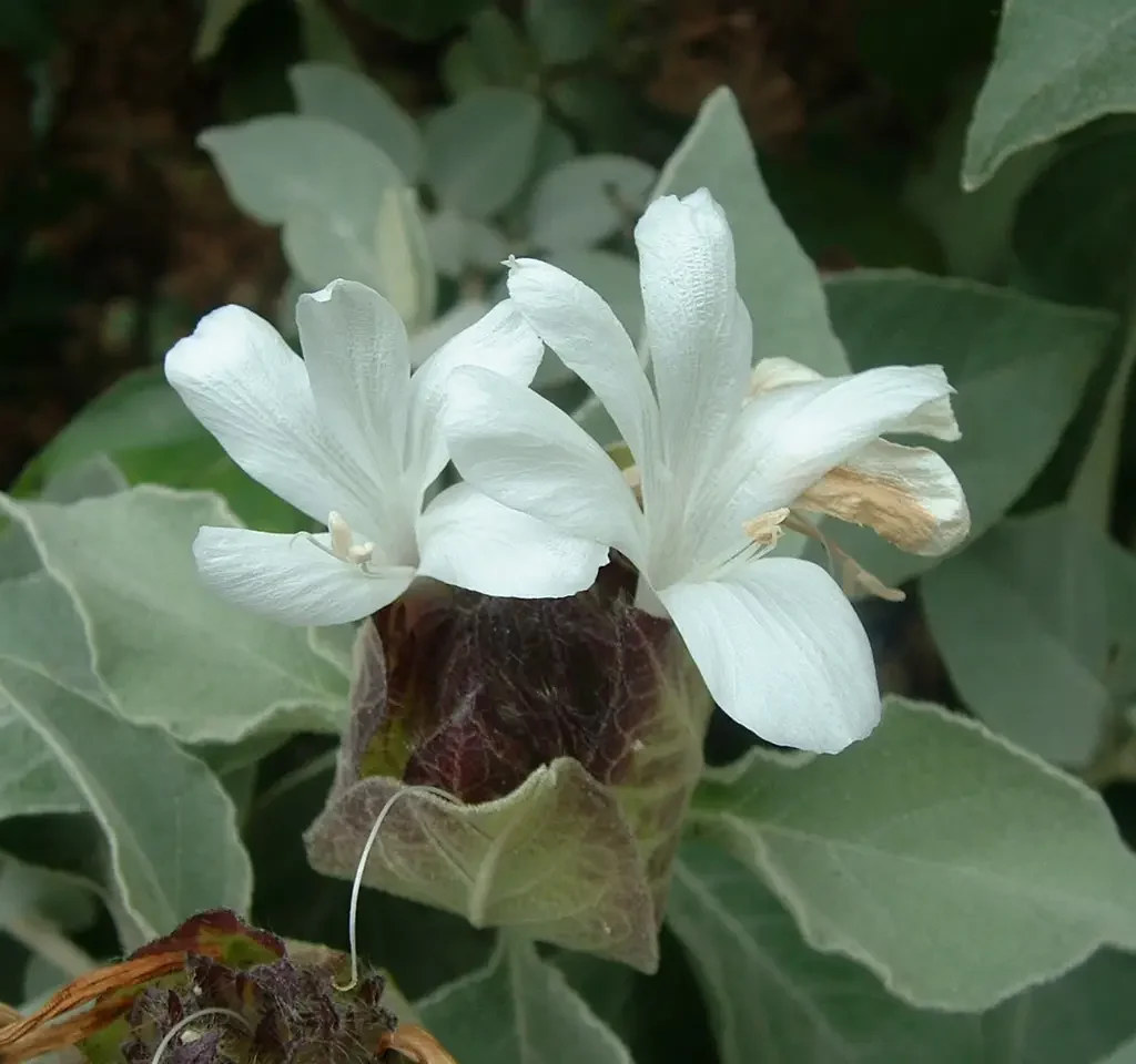 Barleria Albostellata
