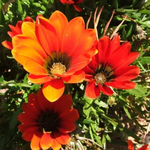 Gazania Krebsiana