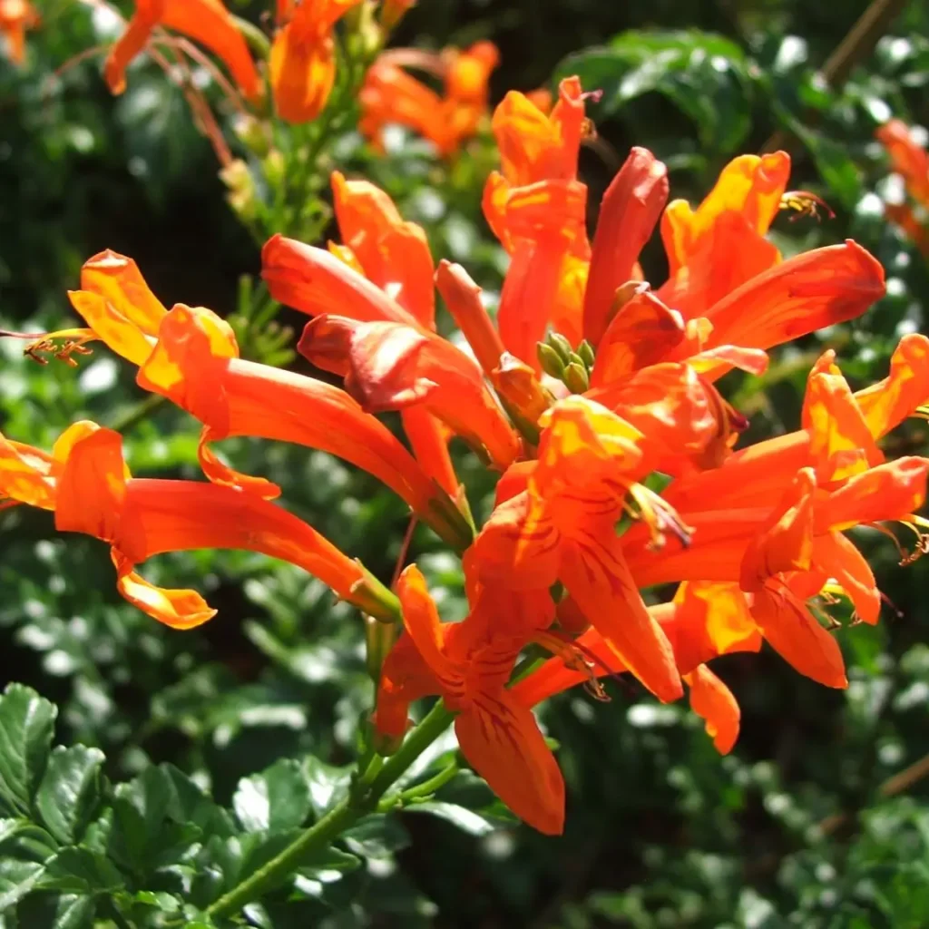 Kaapse kanferfoelie – TecomariaCapensis
