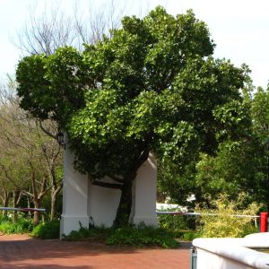 Die waterbessieboom aard naby water. Maar die Kaapse watertafel is so hoog dat dit selfs op die Vlakte groei.