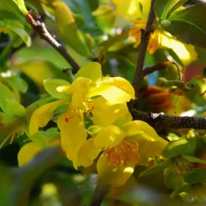 Fynblaarysterhout (Ochna serrulata)