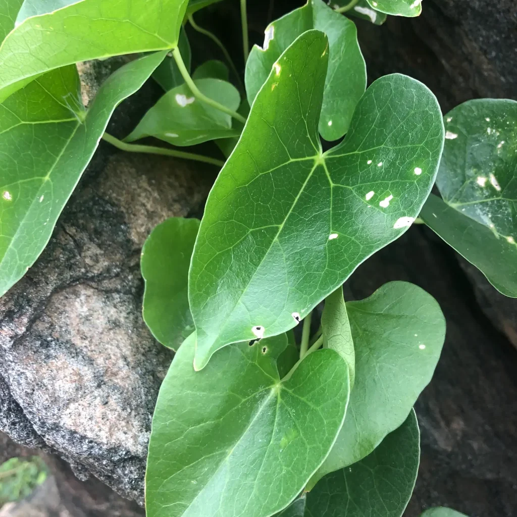 Aaron se staf (Tinospora fragosa)