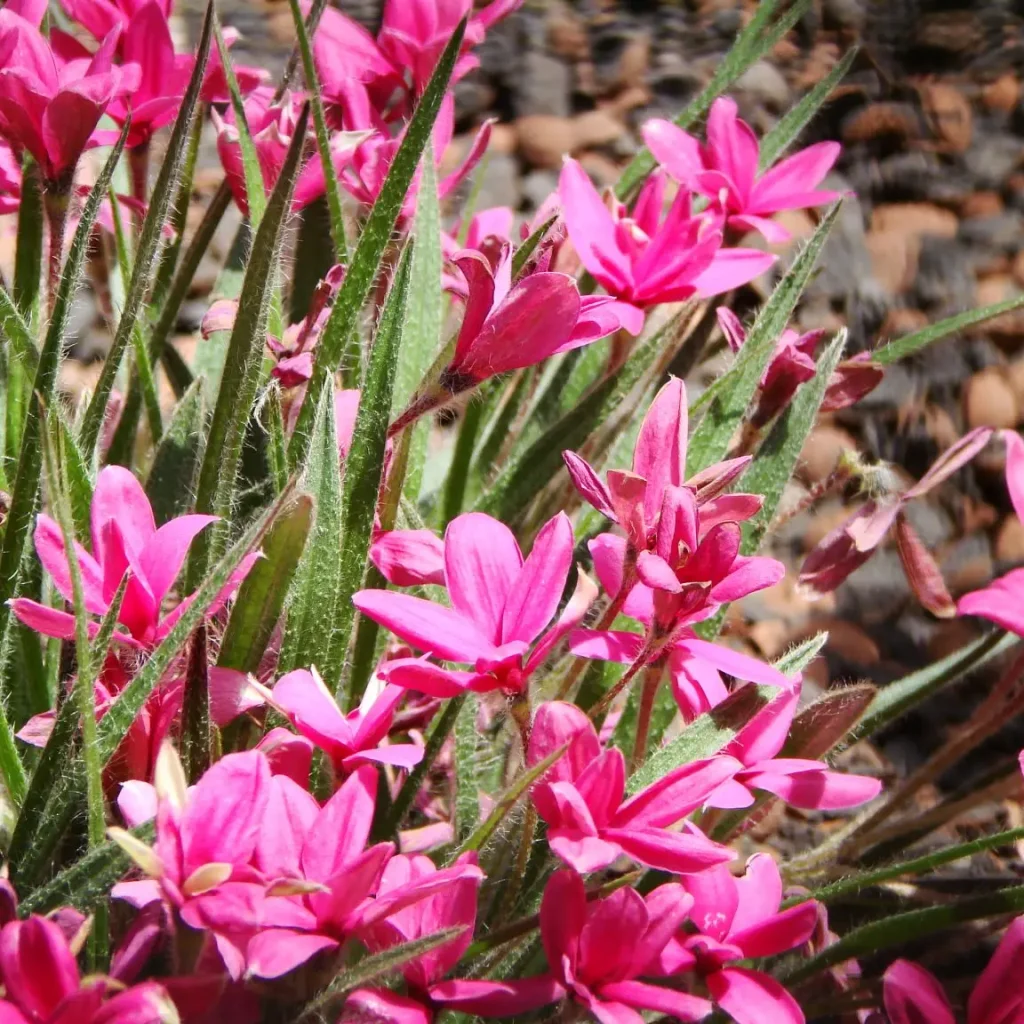 Sterretjies (Rhodohypoxis bauri)