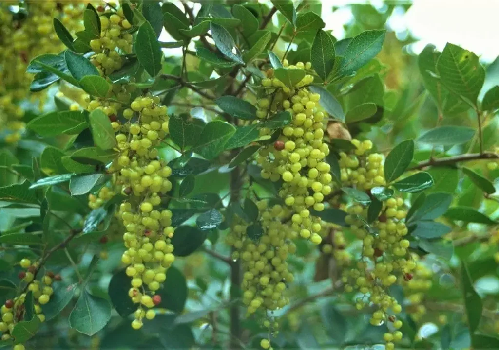 Taaibos (Searsia pyroides)