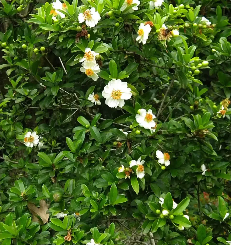 Afrikaanse hondroos (Xylotheca kraassiana)