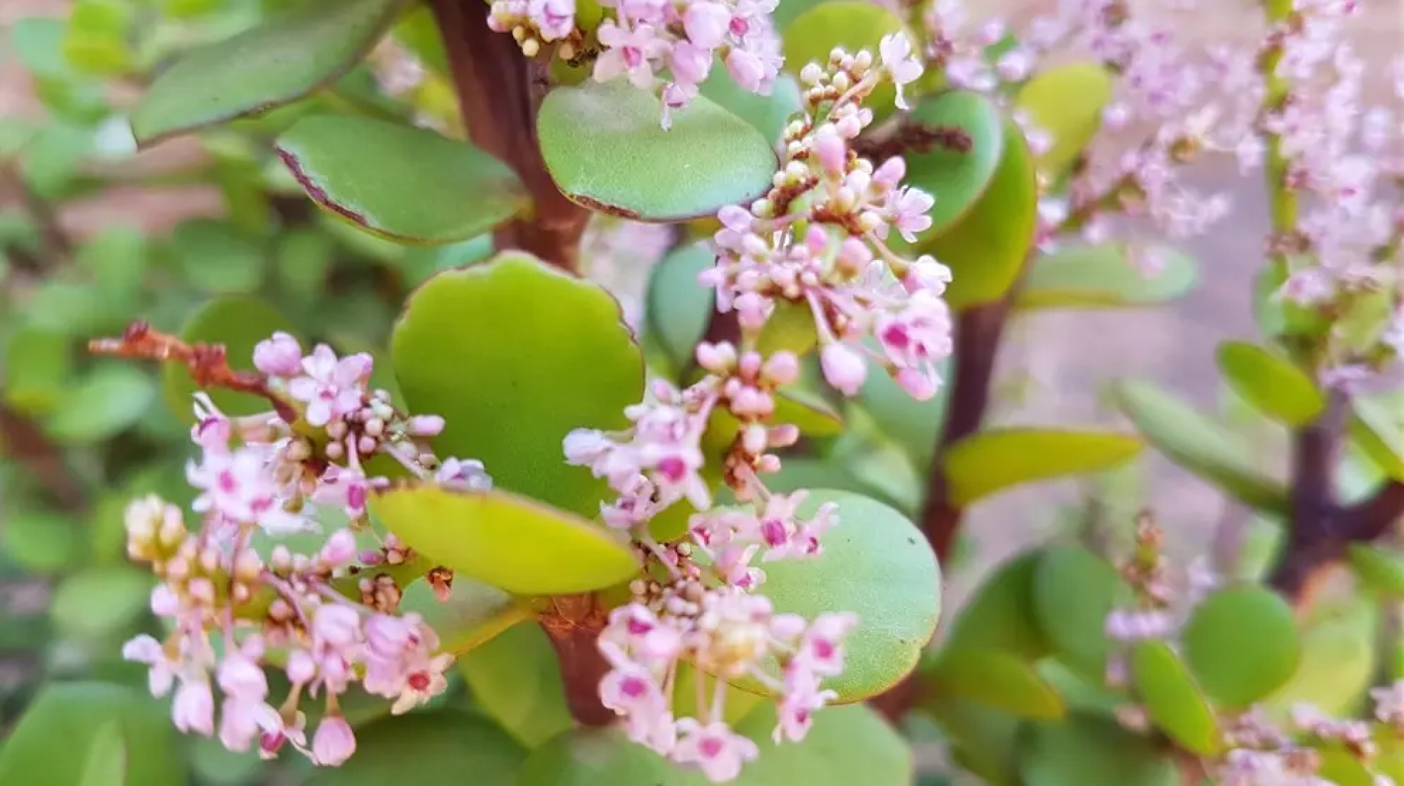 Spekboom (Portulacaria afra). As jy gelukkig is, kan jy die spekboom in bloei sien.