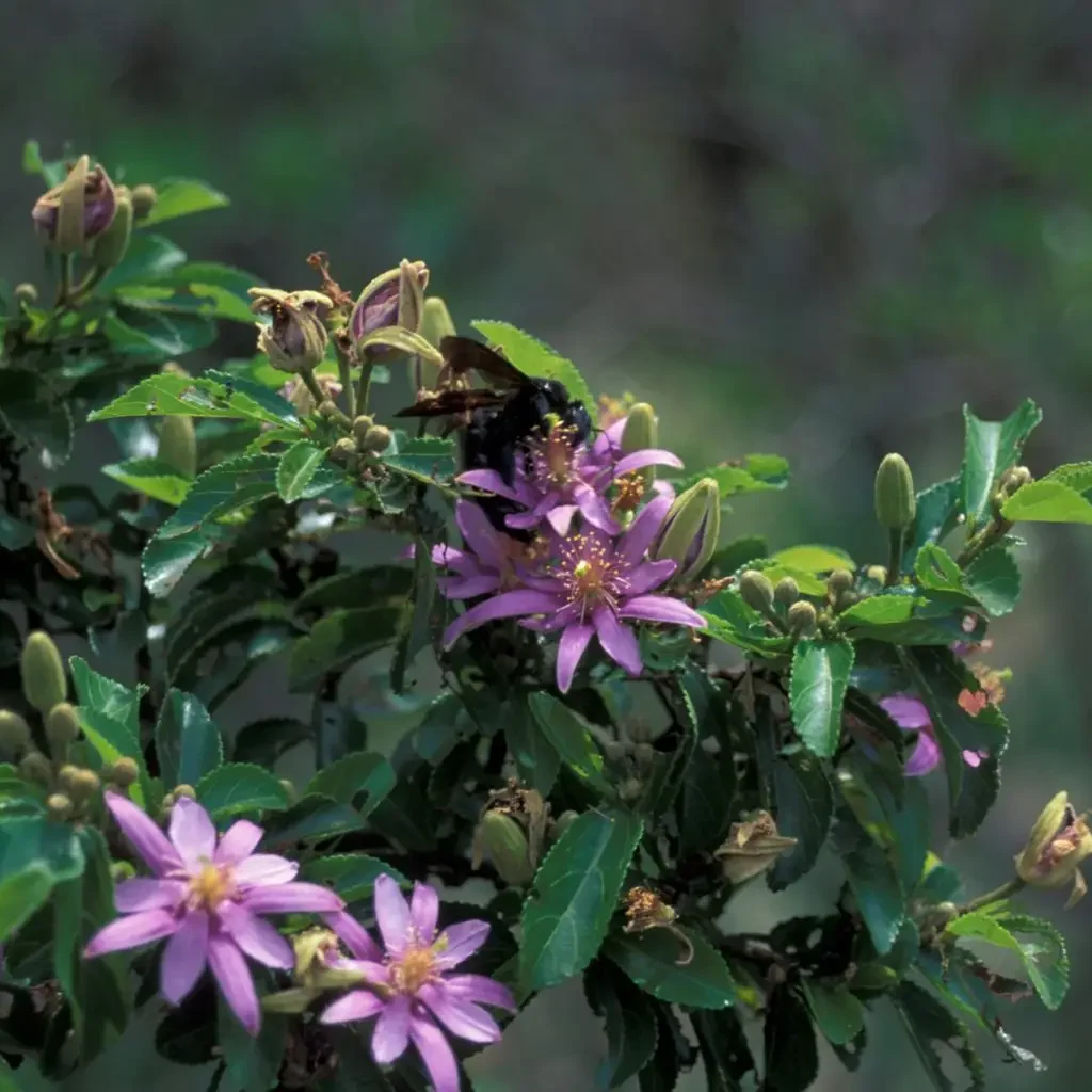Kruisbessie (Grewia occidentalis)